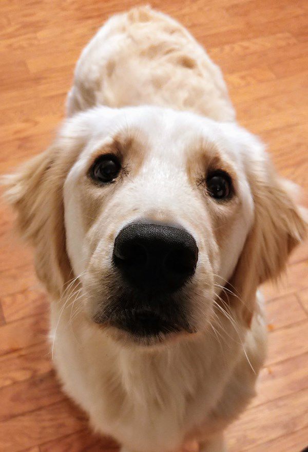 Pet Star 74.jpg